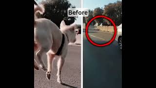 Enjoy Every Ride: Dog Recreation Made Easy #dogcarseat #dogcare #doglife