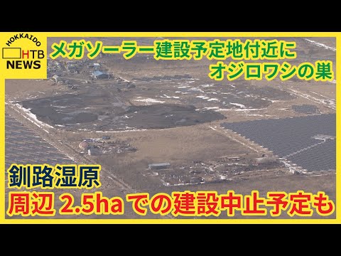 専門家 “不十分” Mソーラー建設予定地付近にオジロワシ営巣 周辺2.5ha