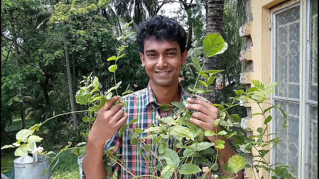 বেলী ফুল গাছের পরিচর্যা আমরা কিভাবে করবো ?