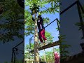 高所収穫：移動式高所作業台からの青パパイヤの収穫