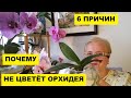 ШЕСТЬ ПРИЧИН ПОЧЕМУ НЕ ЦВЕТУТ ОРХИДЕИ