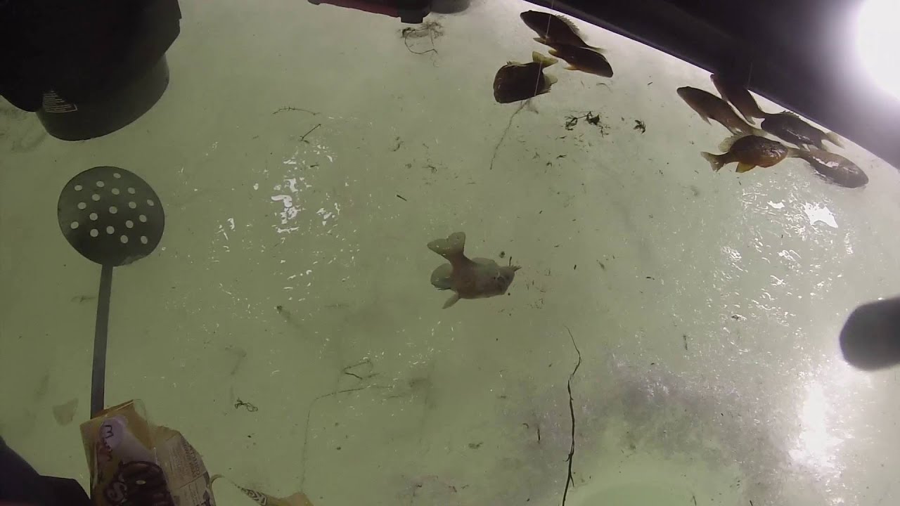 FIRST TIME ICE FISHINGLAKE ERIE/SMALL BOAT HARBOR YouTube