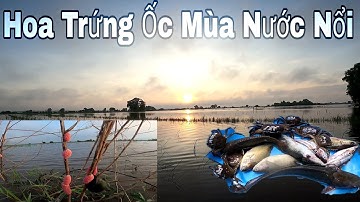 Hoa Trứng Ốc Mùa Nước Nổi | Câu Cá Giải Trí TV
