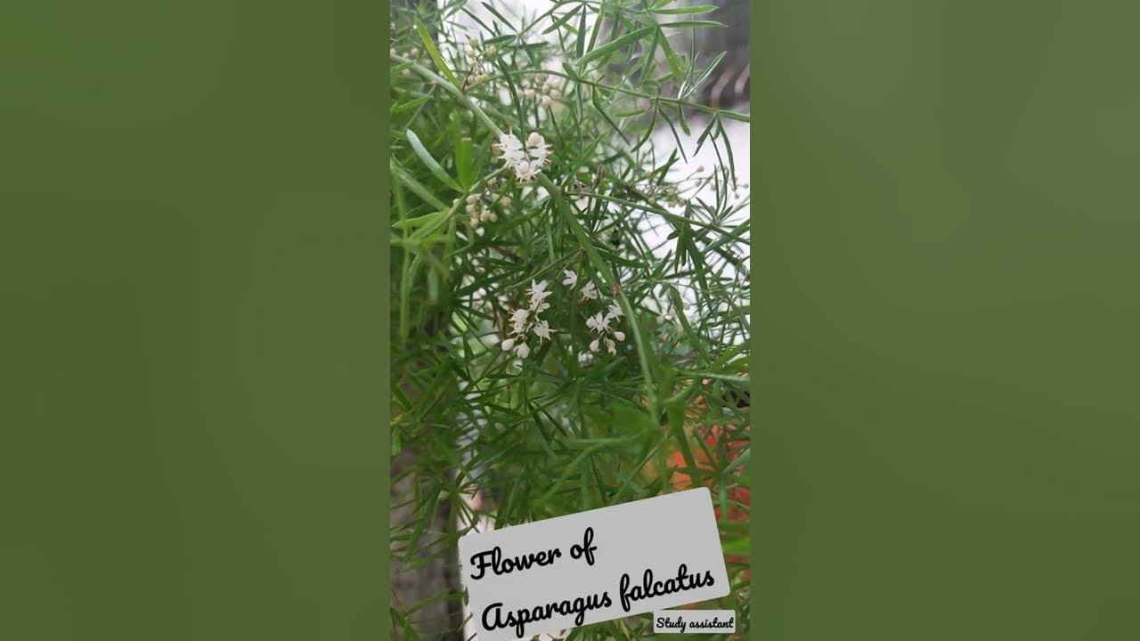 Flower of Asparagus falcatus YouTube