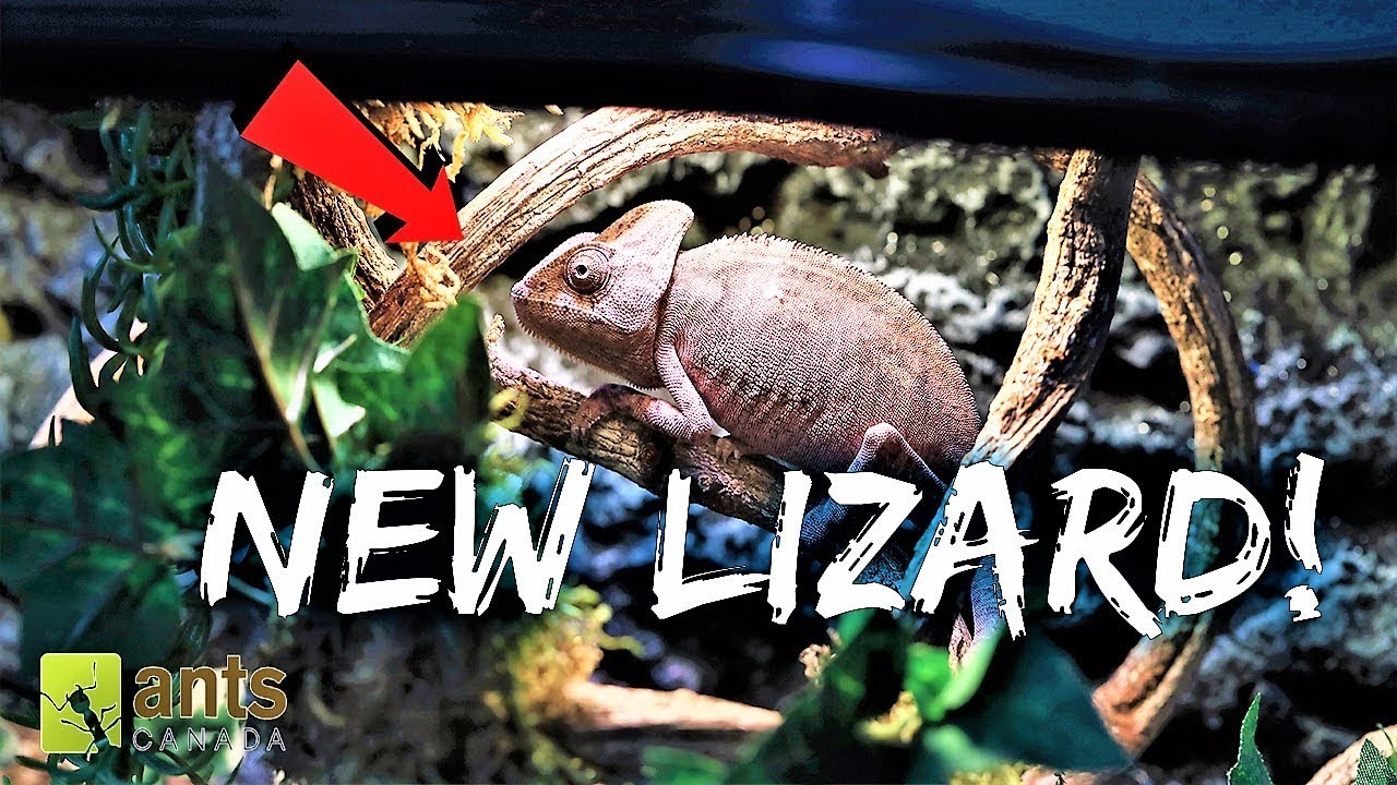 antworks revenue A New Lizard | Newest UPDATE on the Antiverse