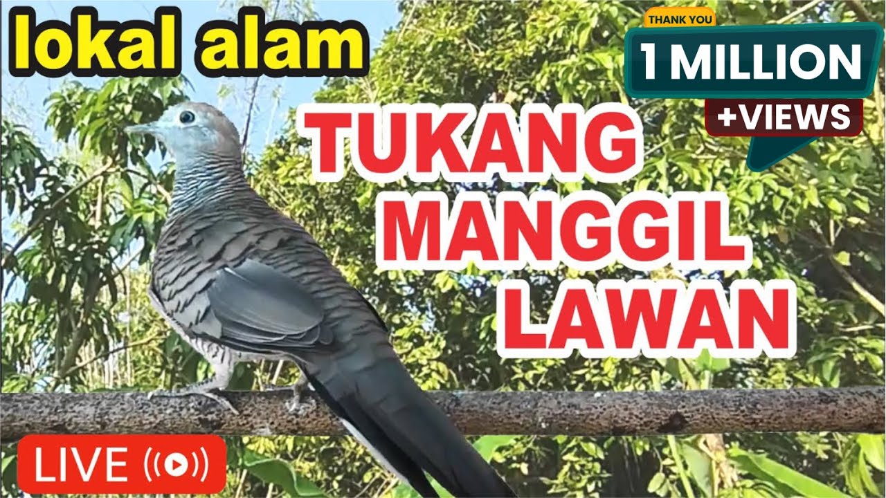 perkutut lokal gacor tukang MANGGIL LAWAN manggung