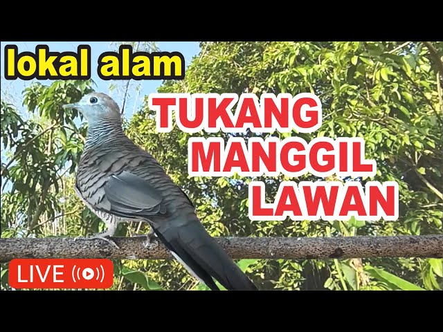 perkutut lokal gacor tukang MANGGIL LAWAN manggung class=