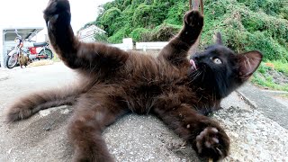 黒子猫をモフろうとしたら手に噛み付きながらじゃれてきた