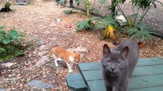 Rescued Cats at Cats Cradle see our amazing facility