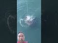 goliath grouper attack #fishing #bigfish #fishingvideo #shorts