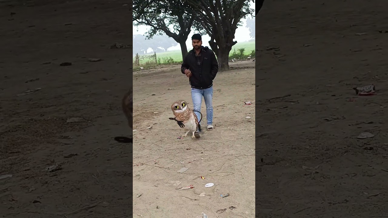 Fun VFX & Dance Adventures for Kids! 🦉🎉 || This video only for child baby 🐥🍼 