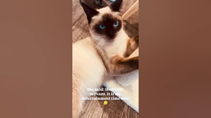 Video 11636431: siamese cat, adopted siamese, first siamese, siamesecat, cutekitten