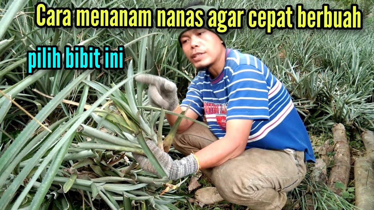 Cara menanam nanas agar cepat berbuah 