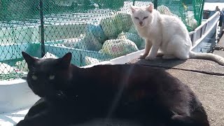 愛嬌のある黒猫、人相の悪い白猫。港にいた野良猫二人組