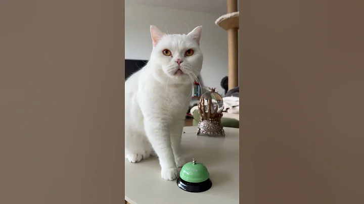 Video 11343561: white british shorthair, white cat funnycats, cat funnycats cute, white cat cute funny