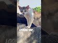 I think it has deep sorrow #shortsfeed #shortsviral #animals #shortsvideo #aww #eyecatchy
