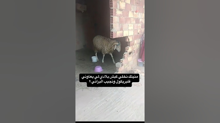 كبش العيد #خروف #كباش_رومانيا #مواشي #اكسبلور #الجزائر #shorts #سوق_المواشي #أضحية_العيد #عيد_الاضحى