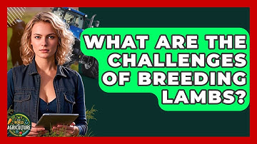What Are The Challenges Of Breeding Lambs? - The World of Agriculture