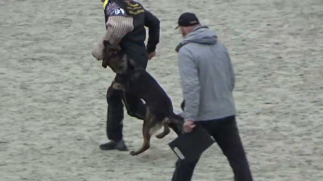 2022 IGP CACT Russia Okhotnikova Irina and Dark Fury Fortuna Fortis (GSD) C dis