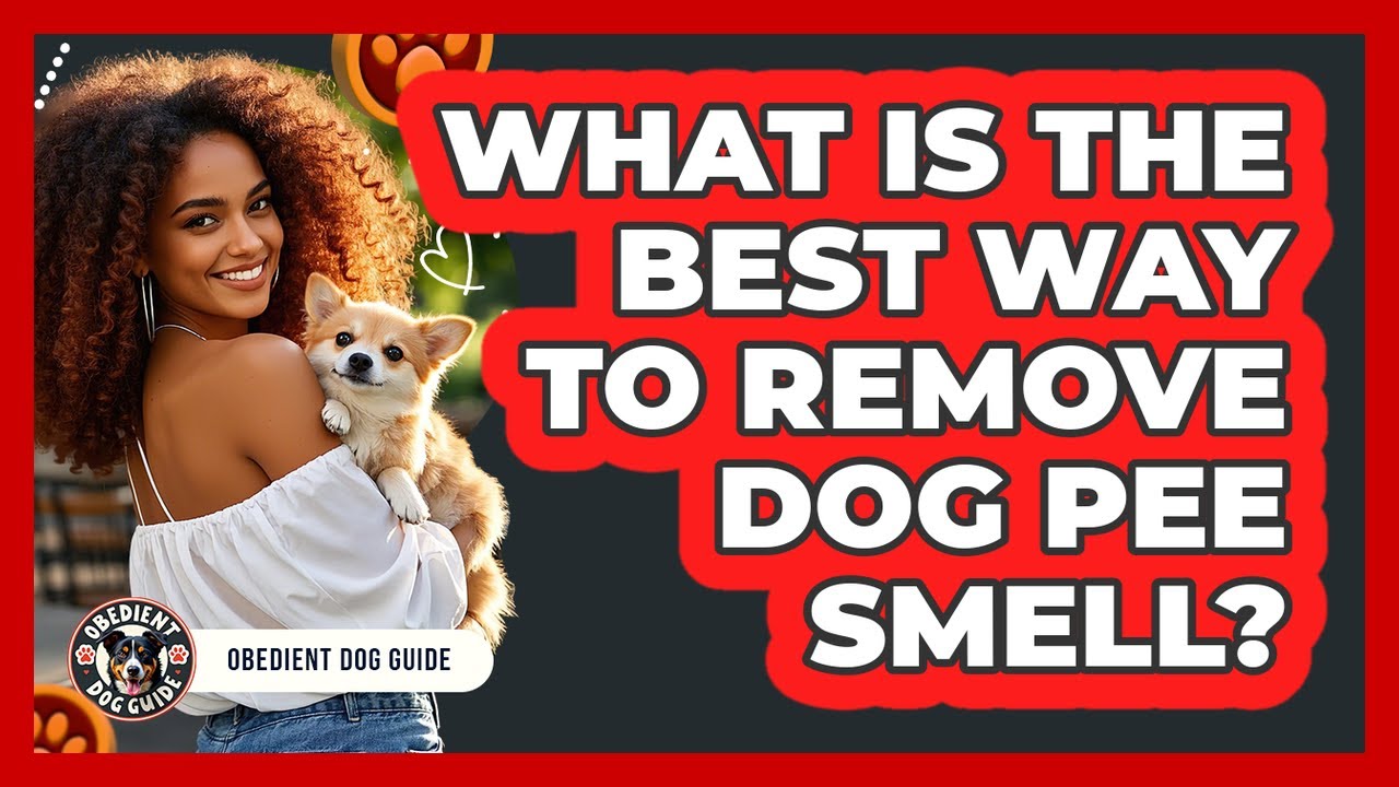 What Is The Best Way To Remove Dog Pee Smell? - Obedient Dog Guide