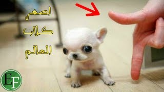 أصغر 5 كلاب في العالم، لن تصدق حجمها الحقيقي