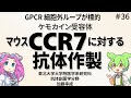 第３６回 抗体創薬学分野 研究成果紹介：マウスCCR7に対する抗体作製