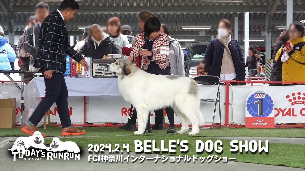 Bell's Dog Show FCI Kanagawa International Dog Show 2024 Great