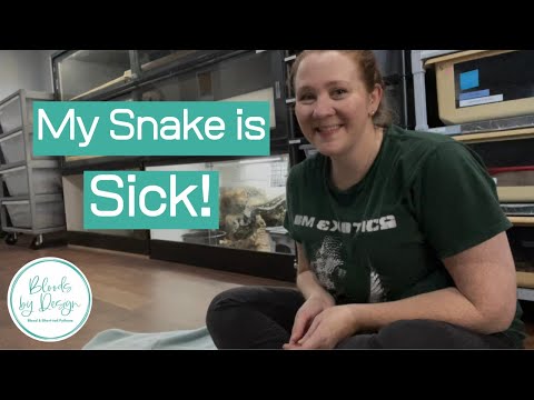 My Snake is