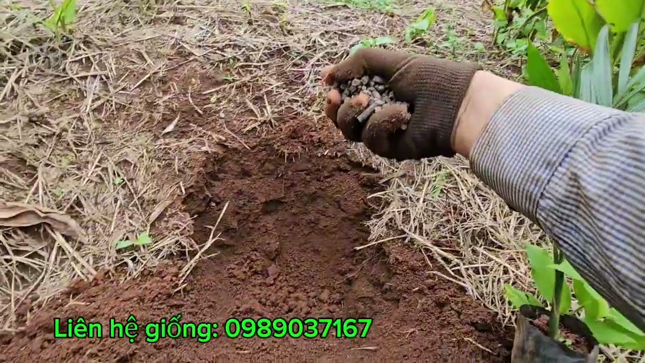 Kinh nghiệm trồng cây Cau nhanh phát triển