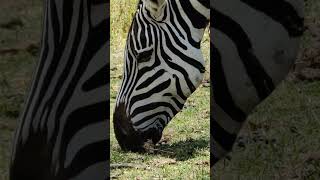 Zebra grazing 🦓