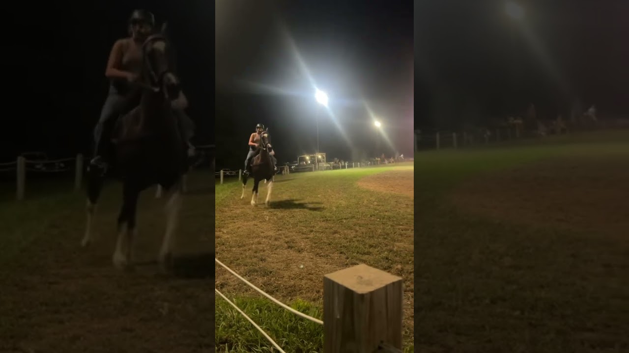 Music city mistress registered rhbaa standardbred mare😍😍 