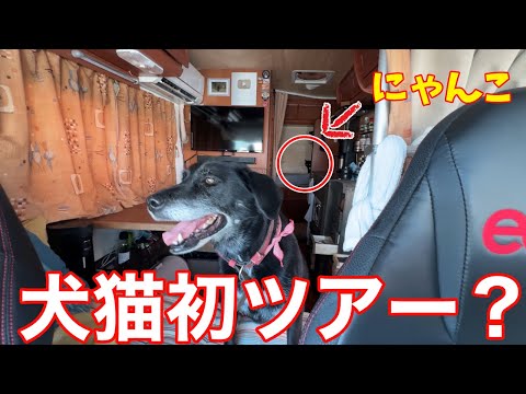 はじめての犬猫ツアー?(ちょっとだけw)そして讃岐うどんツアーへ!よしや・くすがみ・こばや・もり家の4軒!!(前篇)