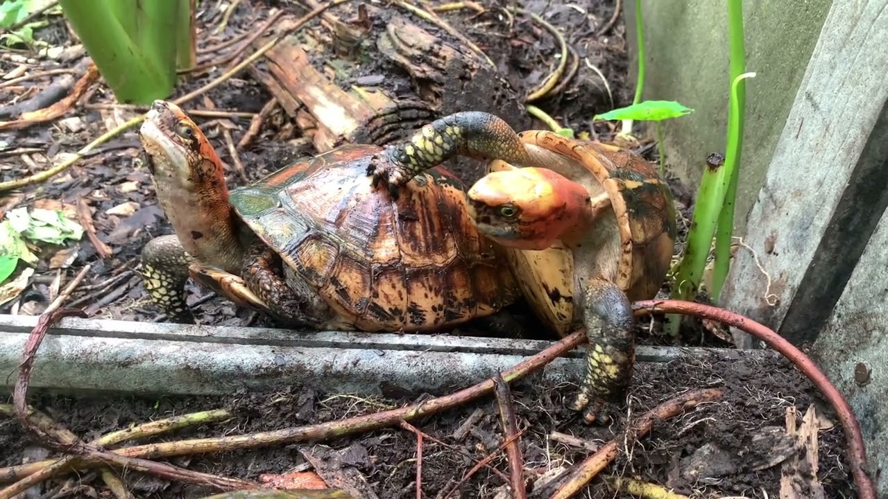 Bourret’s Box Turtle (Cuora bourreti) Mating Breeding Vocalizing