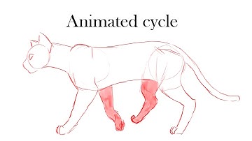 Cat cycle sketch animation reference || 10 fps
