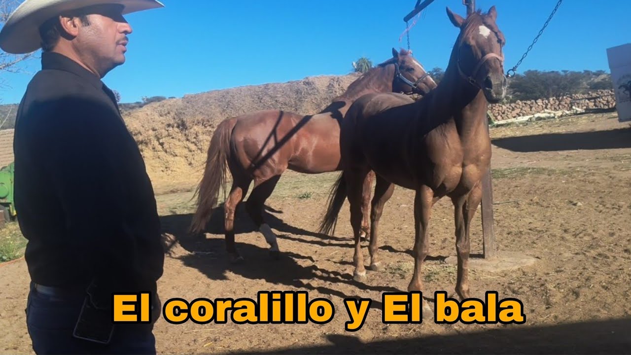 Genética internacional Corona cartel y mr Perry 