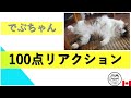 でぶちゃんの100点満点リアクション