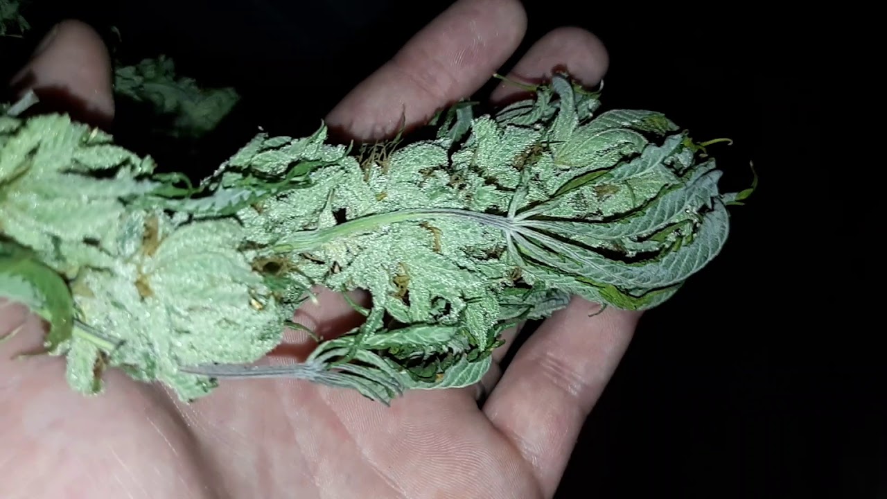 Harvest Update ! And Store / lights release update! - YouTube