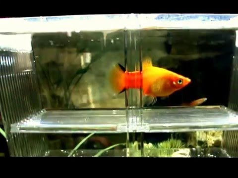 Tropical fish Sunset Comet Platy's gives birth to 42 fry