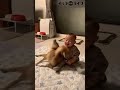 赤ちゃんと遊びたくて仕方ない柴犬をご堪能ください！#shorts​