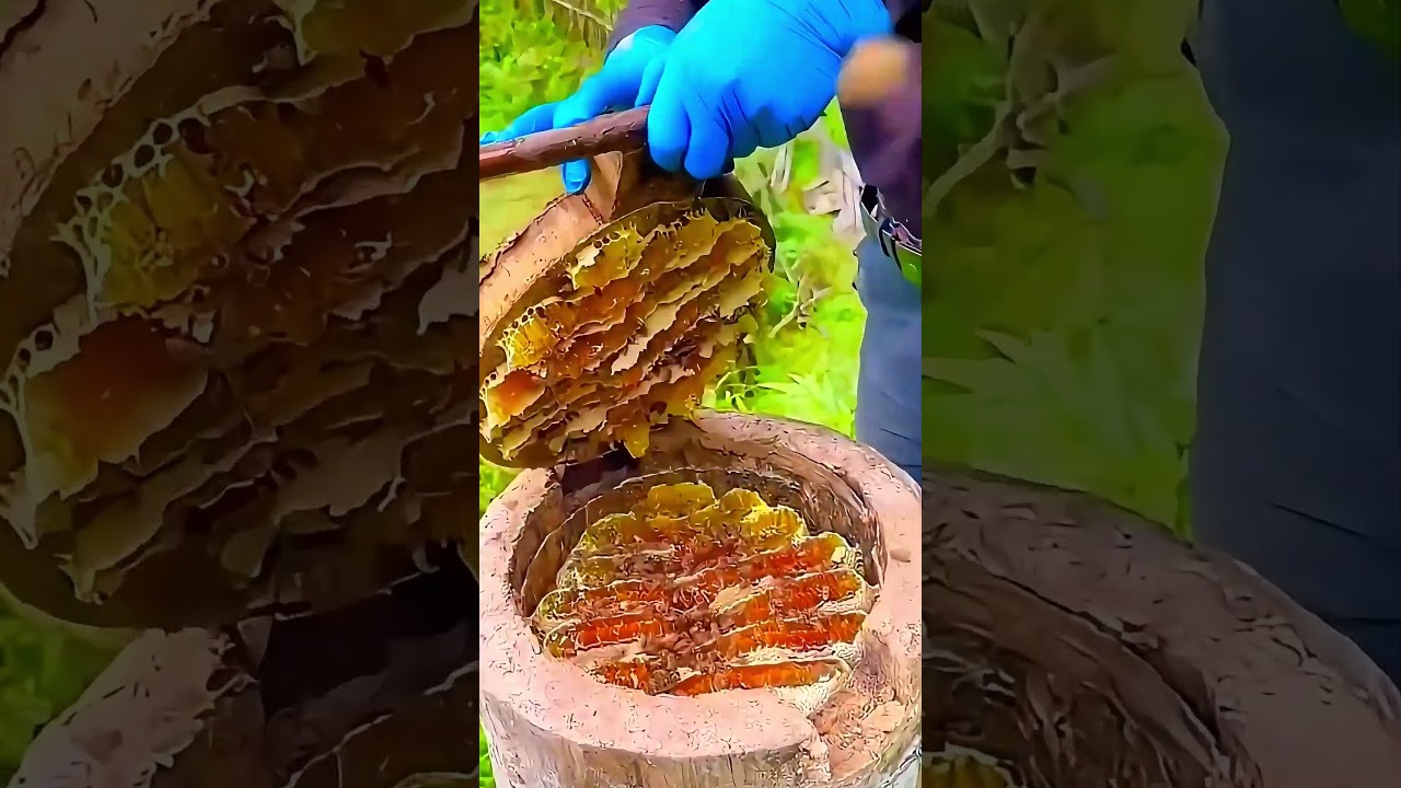 Este antiguo método de recolección de miel es impresionante 😳🍯 