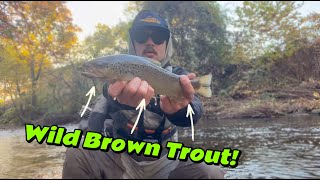 Fishing NYMPHS for WILD BROWN TROUT