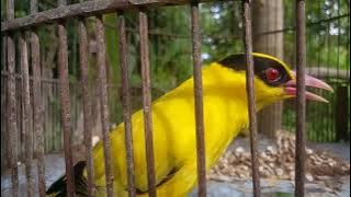 ISIAN MEWAH KEPODANG EMAS GACOR BONGKAR ISIAN MURAI BATU