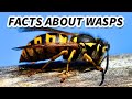 Wasp Facts: aka HORNET FACTS | Animal Fact Files