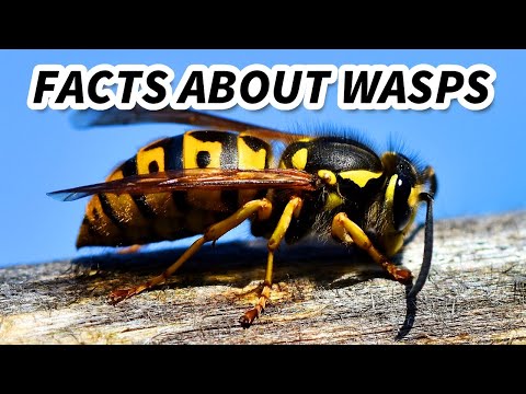 Video: Een Beetje Meer Over Wespen