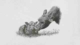 What is Beef Genomics?