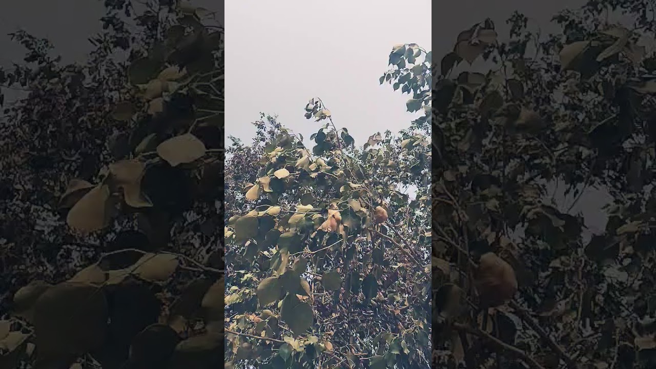 maine sanm tujse pyaar kiya hai 