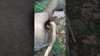 evakuasi buruan raja babi hutan bobot, 100kg. #jeratbabihutan #animals #hewanbesar #hasil