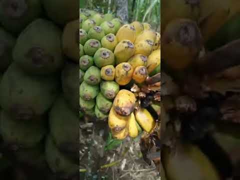 pisang mungil2 ini sangat manis