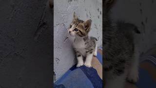 Playful and Incredibly cute little Kittens