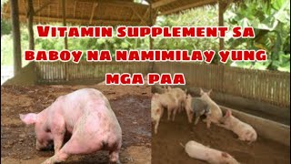 Ano ang vitamin supplement sa baboy na namimilay yung mga paa | Ryan Patenio